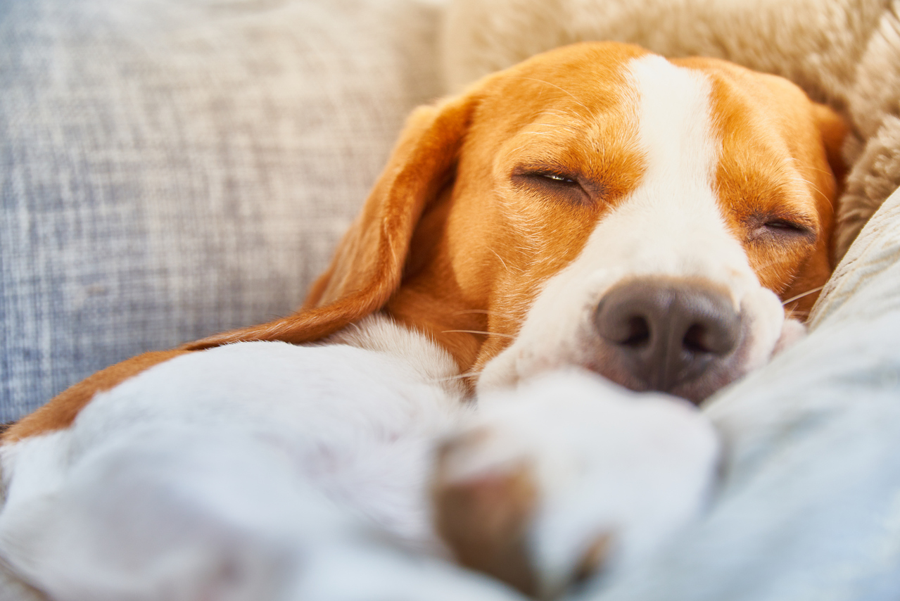相信很多饲主会发现狗狗睡觉时很常半睁著眼睛，甚至会翻白眼，有些人可能会担心这样是不是代表狗狗有眼疾？