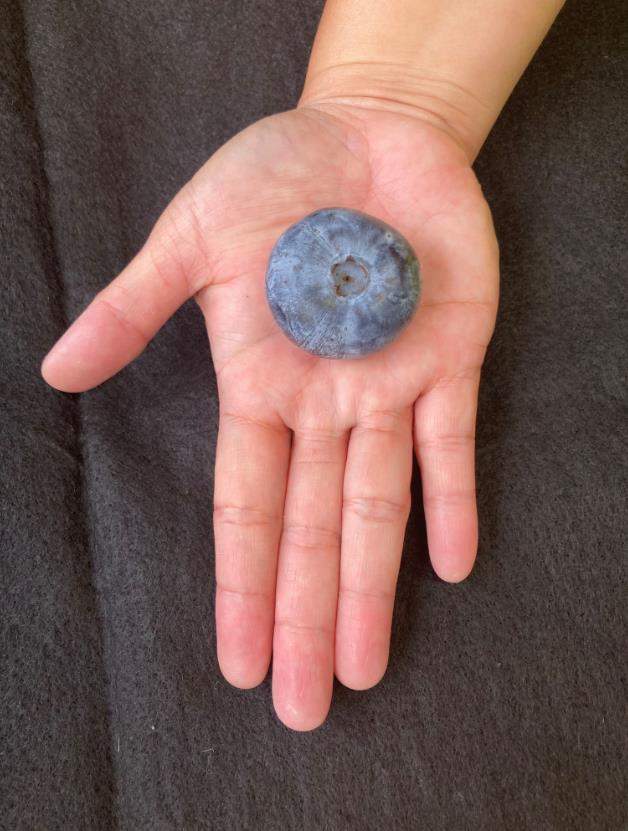 澳洲一家农场种出一颗有如桌球大的蓝莓，宽约4公分、重约20克，打破金氏世界纪录。取自Costa Berries脸书