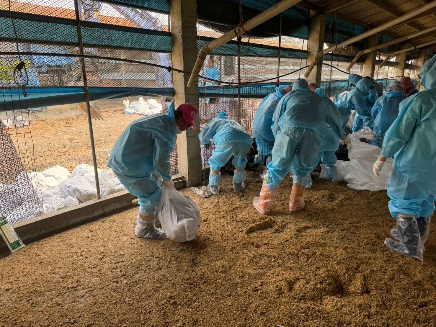 云林县台西乡1土鸡场确诊H5N1亚型高病原性禽流感，动植物防疫所人员扑杀1万2420只35日龄的黑羽土鸡。图／云林县政府提供