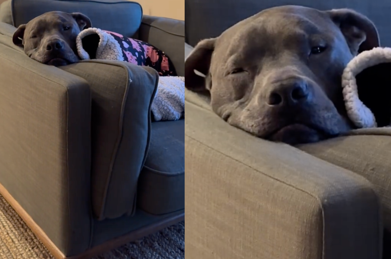 狗狗「西米」（Simey）一脸睡眼惺忪的躺在沙发上休息，舒服的室温与毛毯让牠昏昏欲睡。（图／翻摄自IG @big.head.boys）