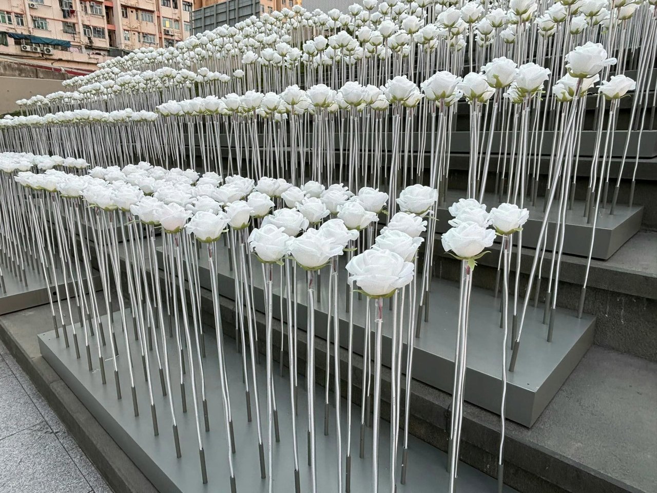 本港网络疯传1组相片，见到观塘东九文化中心外梯级上，设置了满满白色玫瑰，形成一大片白色花海。（Facebook）