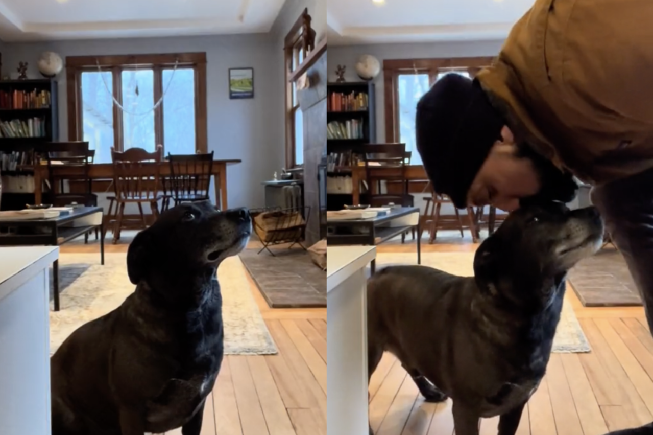 黑色狗狗平时开饭时都会习惯先坐在原地等待，直到最爱的爸爸走向自己并献上「深情之吻」后才愿意开动。（图／翻摄自抖音 @sagarjha023）