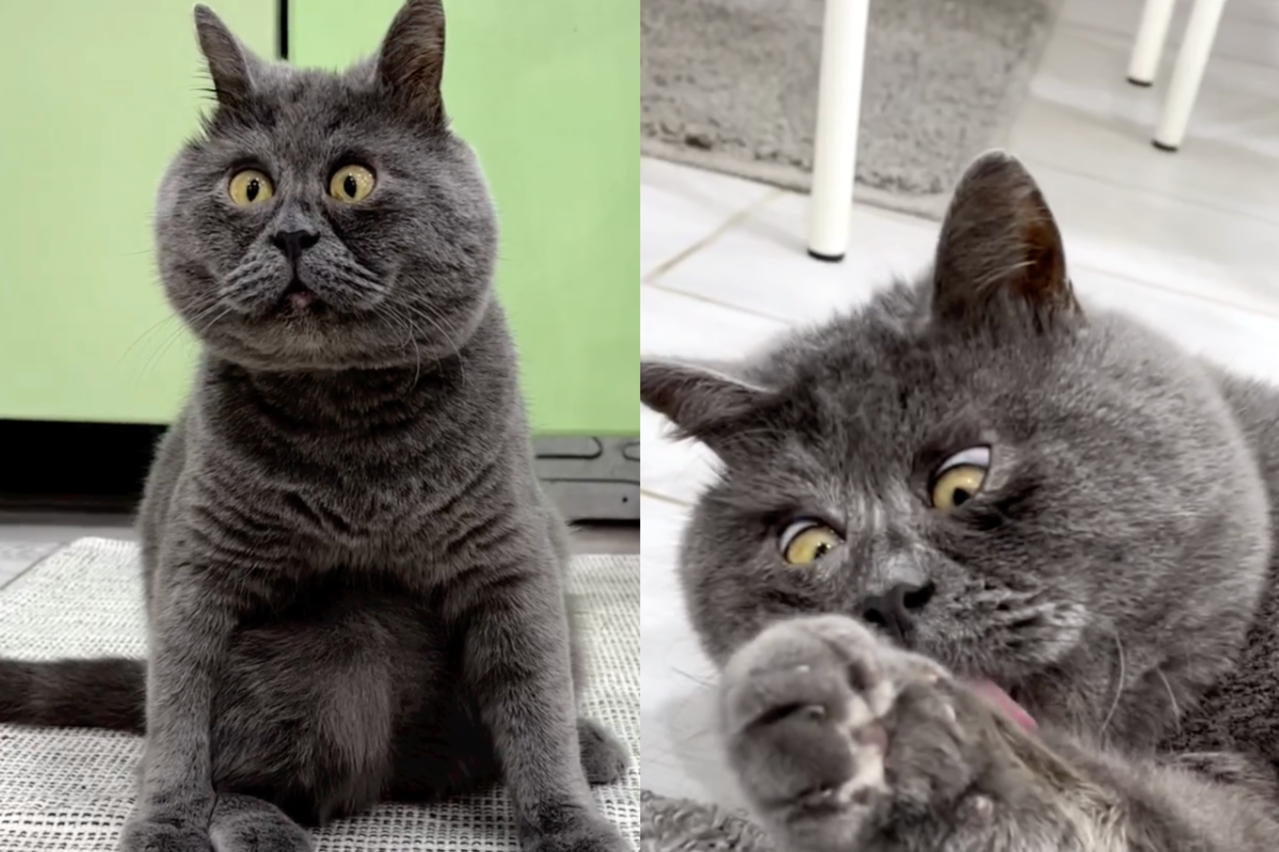 有著漂亮蓝灰色毛发的猫猫「费迪亚」（Fedya）脸部五官集中，睁大的双眼看起来总是很惊讶。（图／翻摄自IG @fedja_kot）
