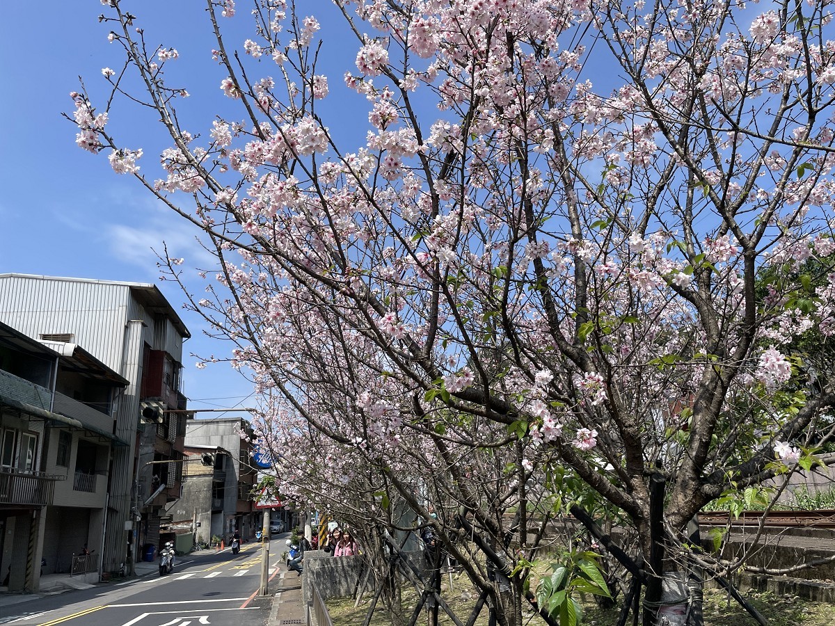 瑞芳区柑坪里平交道旁一整排近百棵的吉野樱花树，摄影爱好者特地来拍摄火车行驶而过与樱花的美景。图／观天下有线电视提供