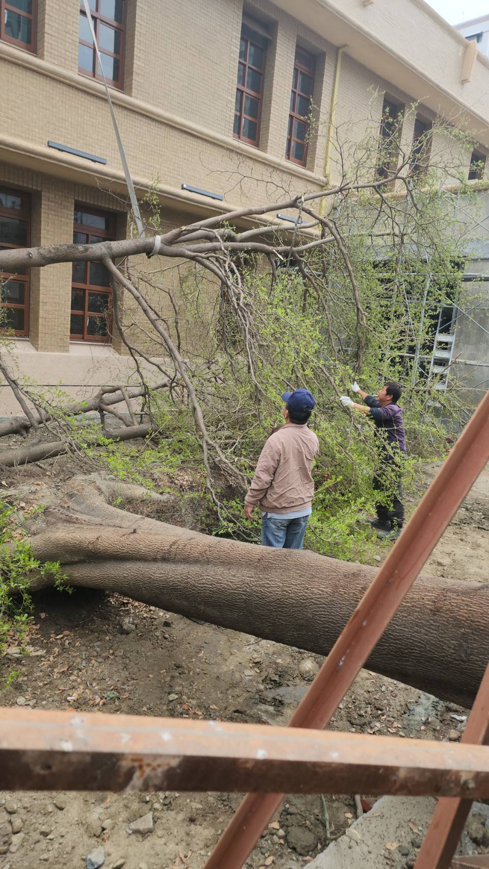 嘉市历史建筑文化路邮局前3棵高大的小叶榄仁树倒事件，调查报告出炉， 2棵强风吹倒1棵移除。记者鲁永明／翻摄