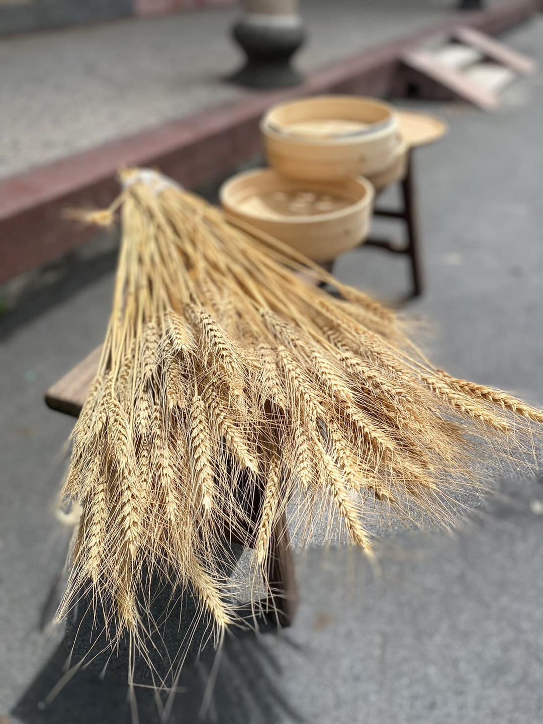 彰化县大城乡和二林镇是台湾小麦的主要产区。图／黑翅鸢农场提供