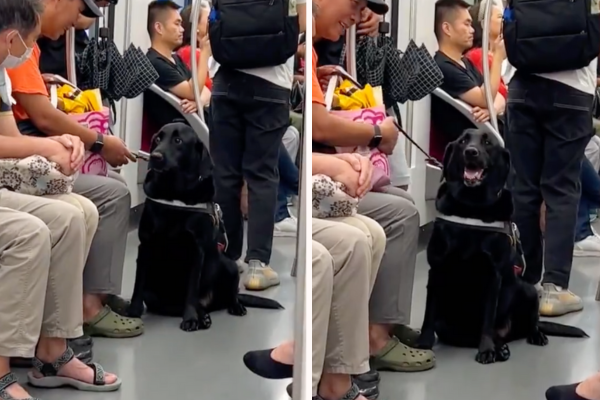 上海有导盲犬陪主人坐火车，被一旁乘客拍拍头后原本紧张的神情变得开心起来。图/翻摄自微博