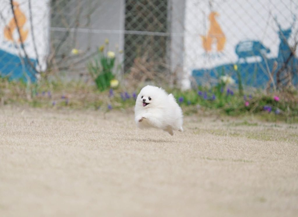 最近一张照片在网路上疯传，一只白色狗狗就像是棉花糖在空中飞一样，不少网友相当好奇到底是什么品种，结果饲主公布答案让众人都相当惊讶。