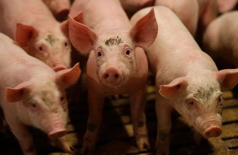 安哥拉26日向世界动物卫生组织（WOAH）再度通报非洲猪瘟案例。（路透资料照片）