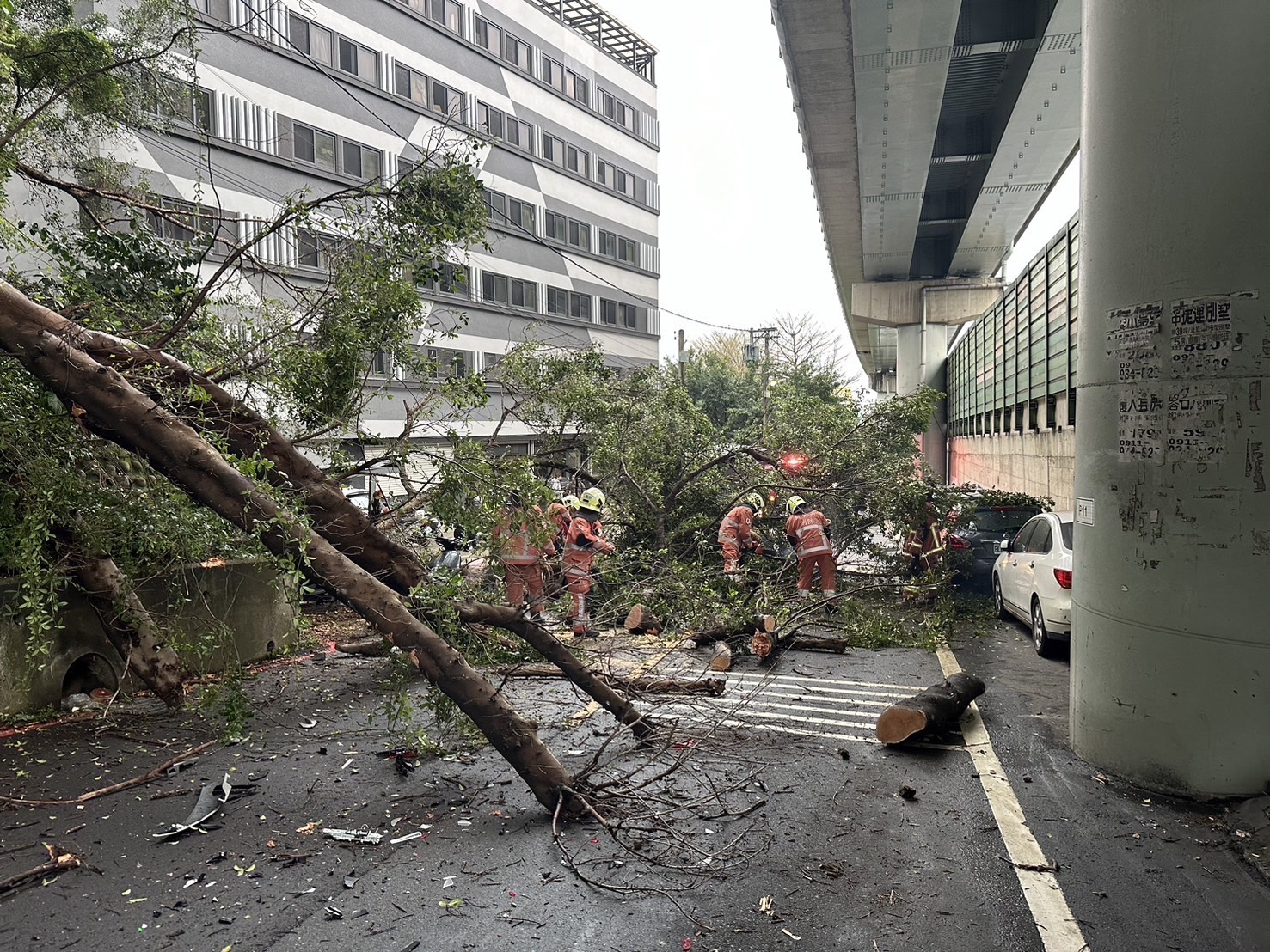 新竹市前往新竹科学园区要道之一大学路51巷19日早上发生路树倒塌、占据车道，市府紧急派员处理。记者张裕珍／翻摄