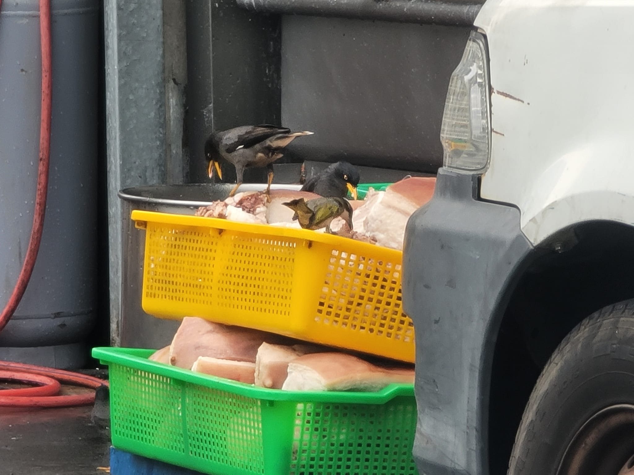 台中市北屯区水湳的知名爌肉饭，竟将肉商送来的猪肉就放在路边，引来八哥直接站在肉上啄食。图／又自爆料公社公开版
