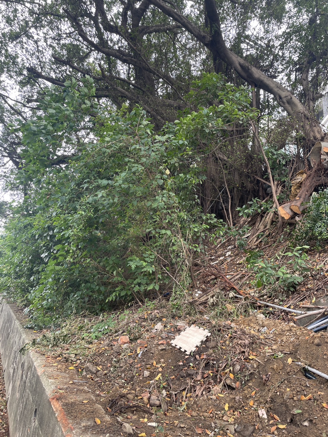 新竹市大学路51巷本月19日早上发生一起树木倒塌意外，一名女骑士遭波及重伤身亡。图／立委郑正钤国会办公室提供