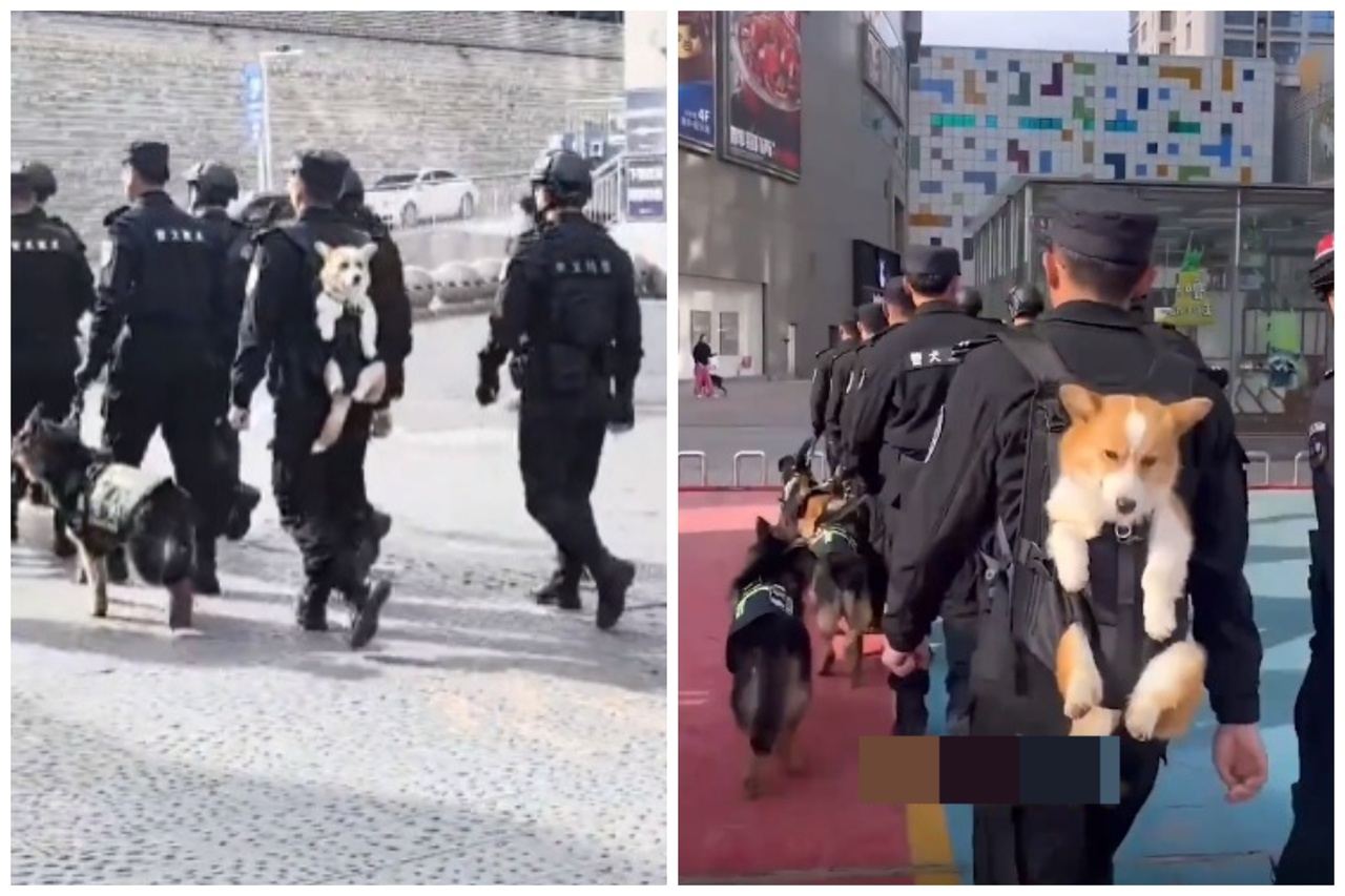 中国大陆第一只柯基警犬被人用背著走。图取自微博