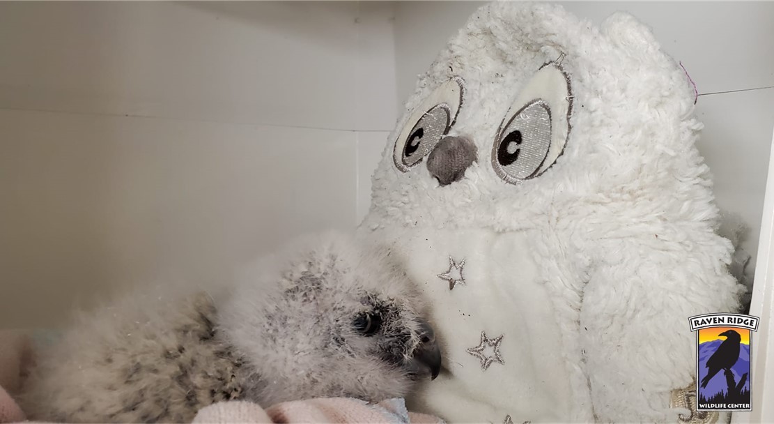 工作人员在大雕鸮（Great horned owl）宝宝笼子里放一个「猫头鹰娃娃」，让牠在熟悉的面孔陪伴下渐渐长大。图撷自脸书Raven Ridge Wildlife Center