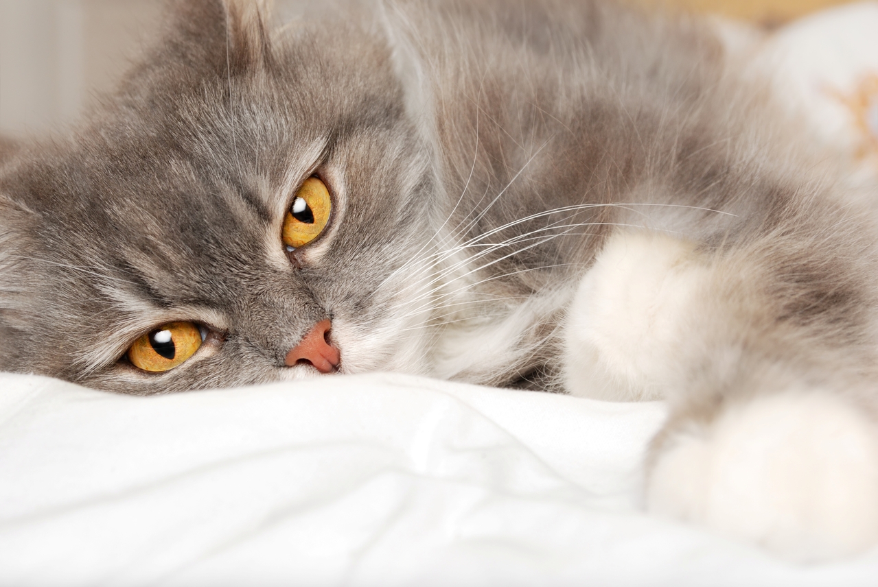 日本有位资深猫奴撰文分享，人类常见的四种情绪在猫咪的字典里绝对找不到，分别是：后悔、反省、顾虑、自卑。