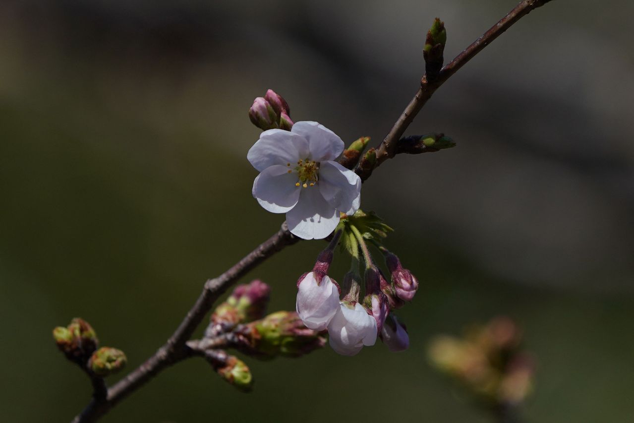 日本气象厅今天宣布，东京千代田区靖国神社的标本木已经开花。