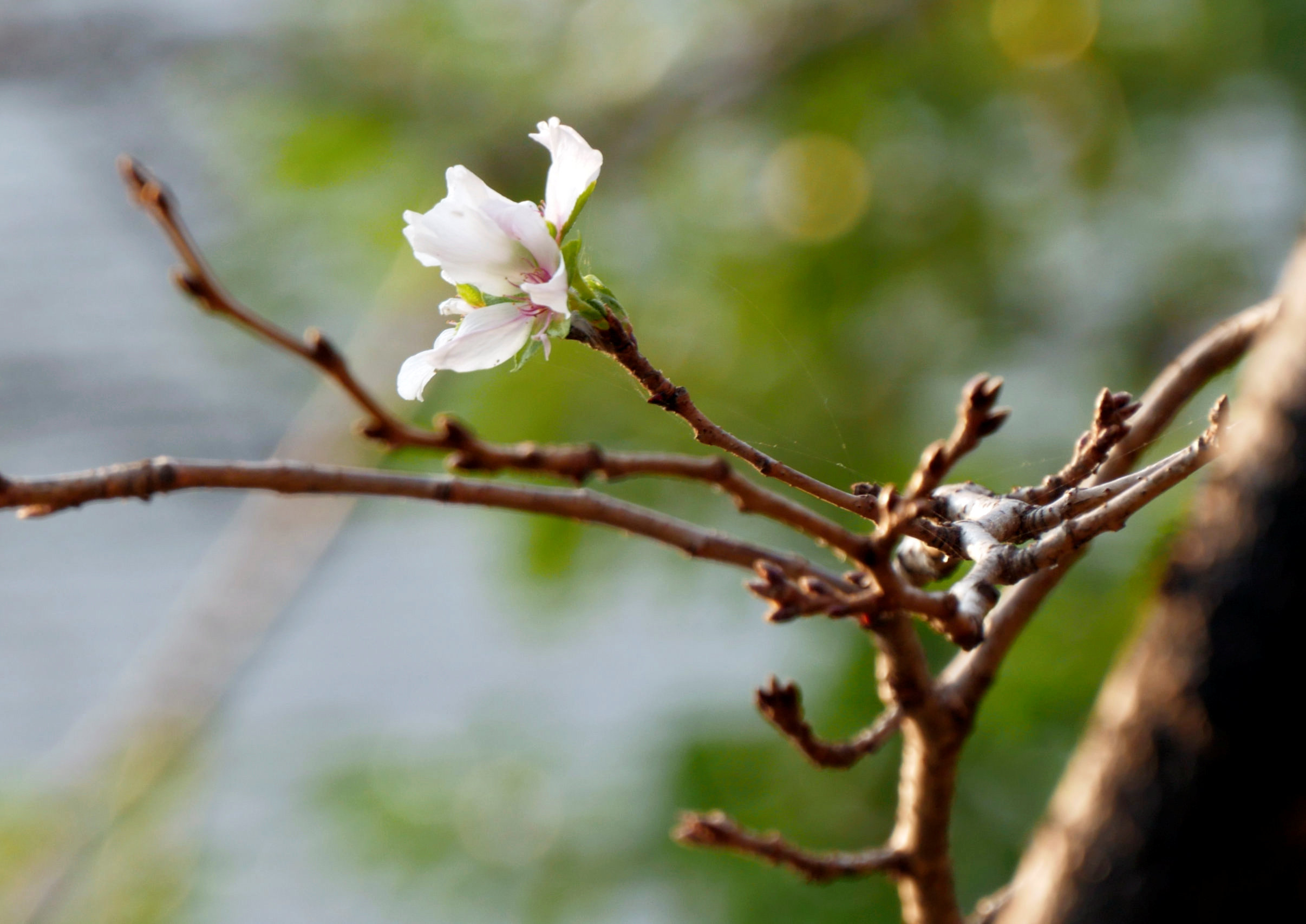 日本东京今年的樱花开花比往年要晚。路透资料照
