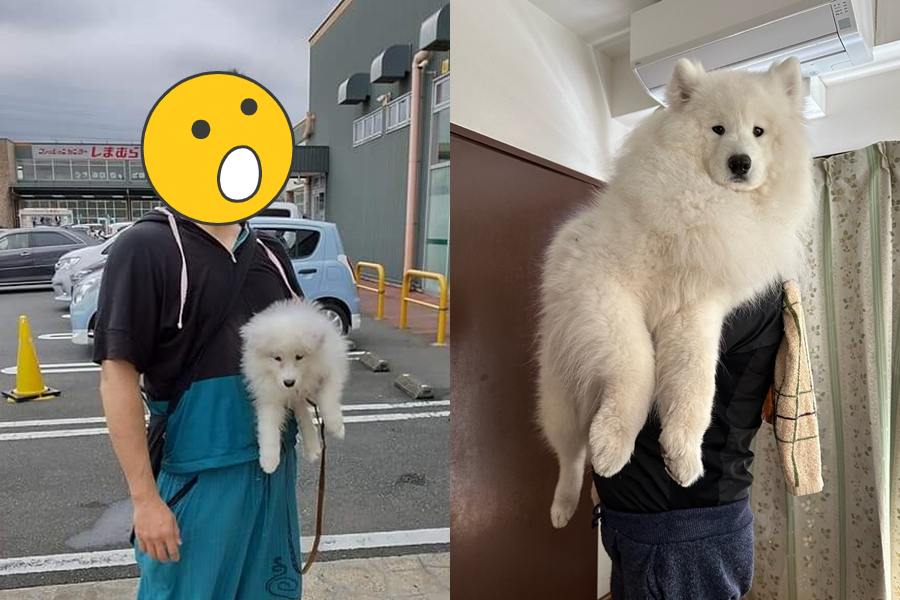日本有名网友饲养了一只名叫Ruka（るか）的萨摩耶犬，他回忆Ruka小时候时还能被单手抱在自己腰间，如今却成了一只超级巨大的「大白熊」。图撷自X@GONJABUROU