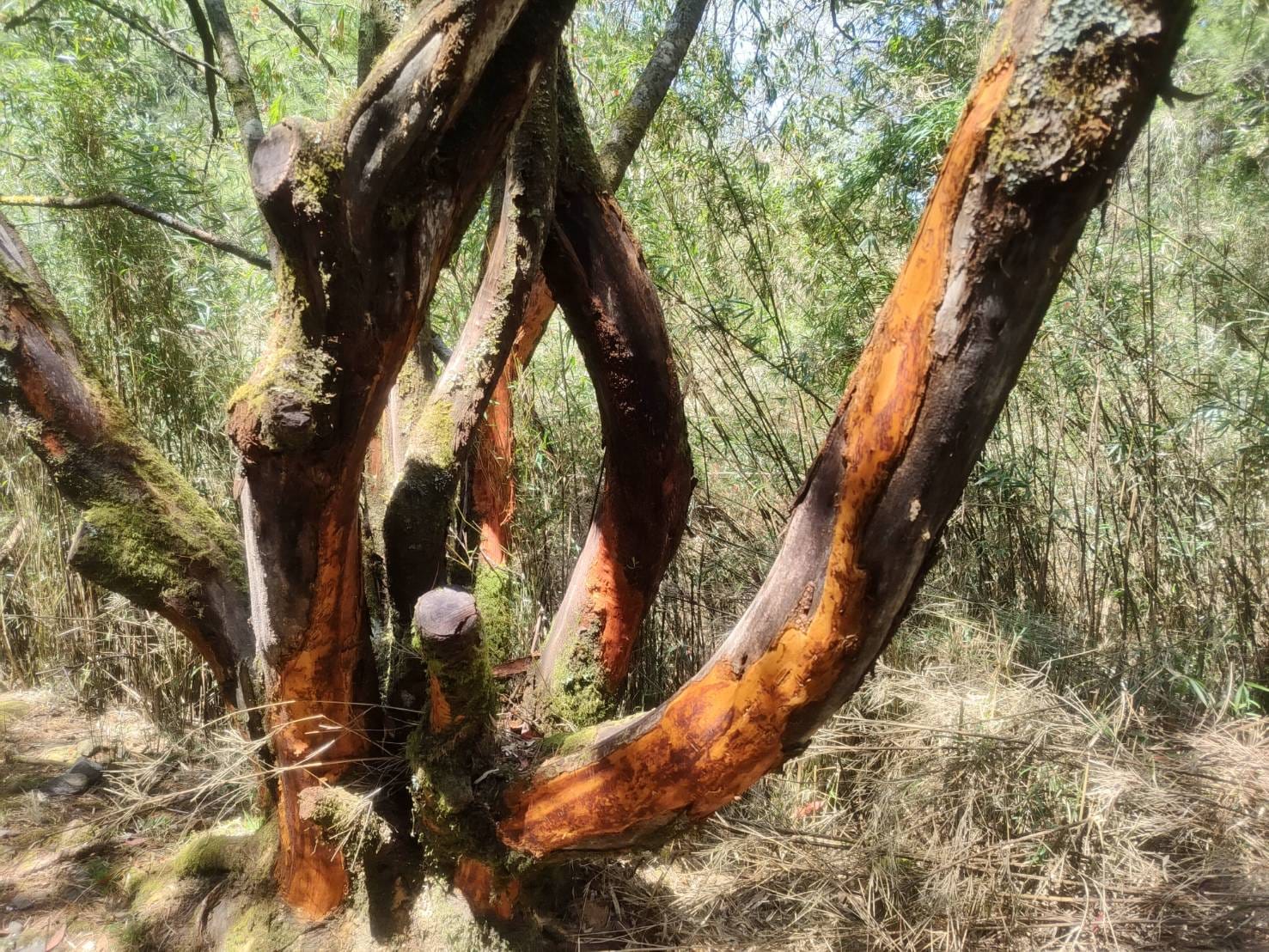 玉山塔塔加地区最近有树木树皮整片遭啃咬脱落。图／玉管处提供