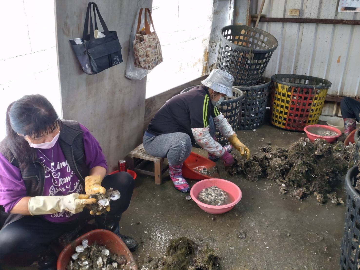台南市曾文溪以南养殖的牡蛎，最近暴毙情形严重，蚵农要求找出原因。记者郑惠仁／摄影
