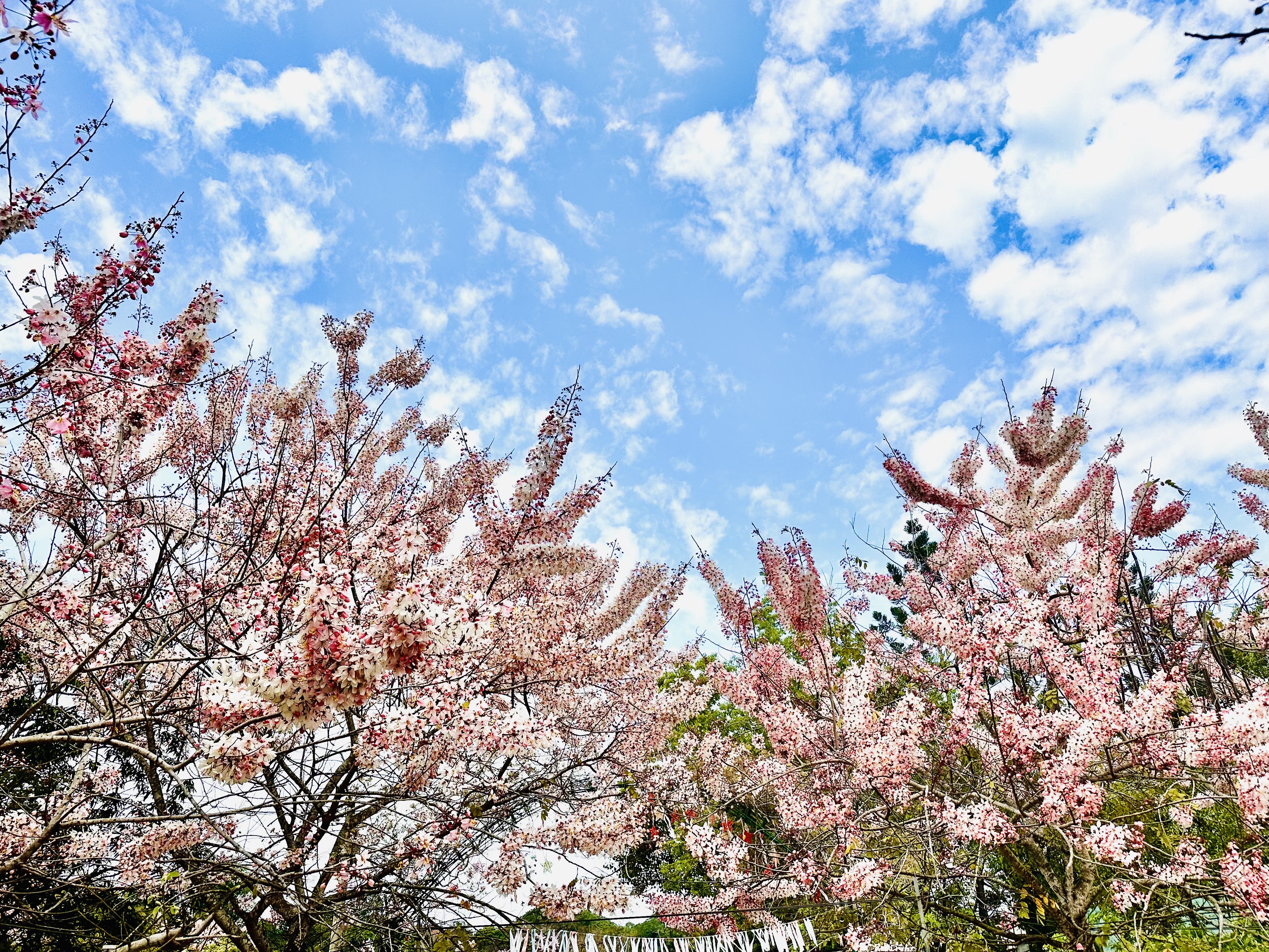 台南玉山宝光圣堂300多棵花旗木已满开，即日起花期将为期一个月。记者李文德／摄影