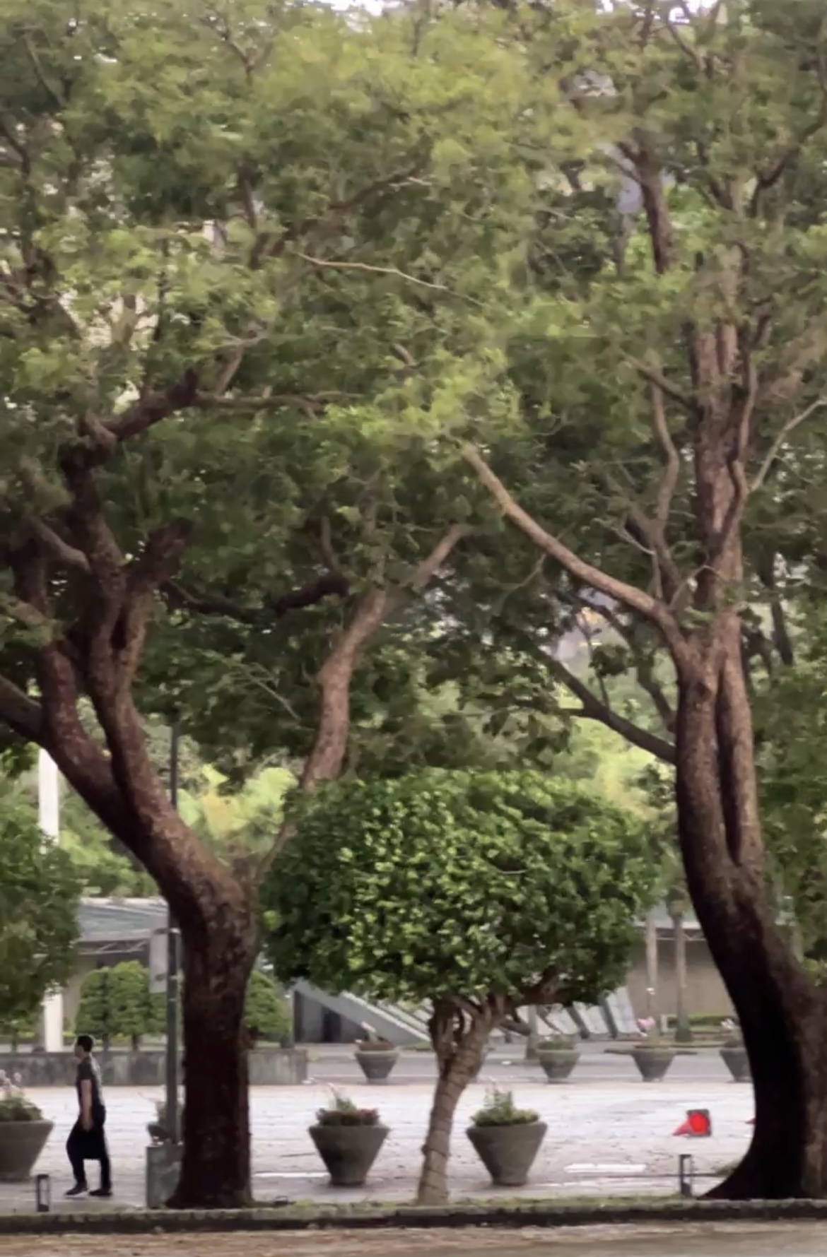 台北市下午刮起狂风下暴雨，树木摇晃不止、交通锥被吹倒。记者钟维轩／摄影