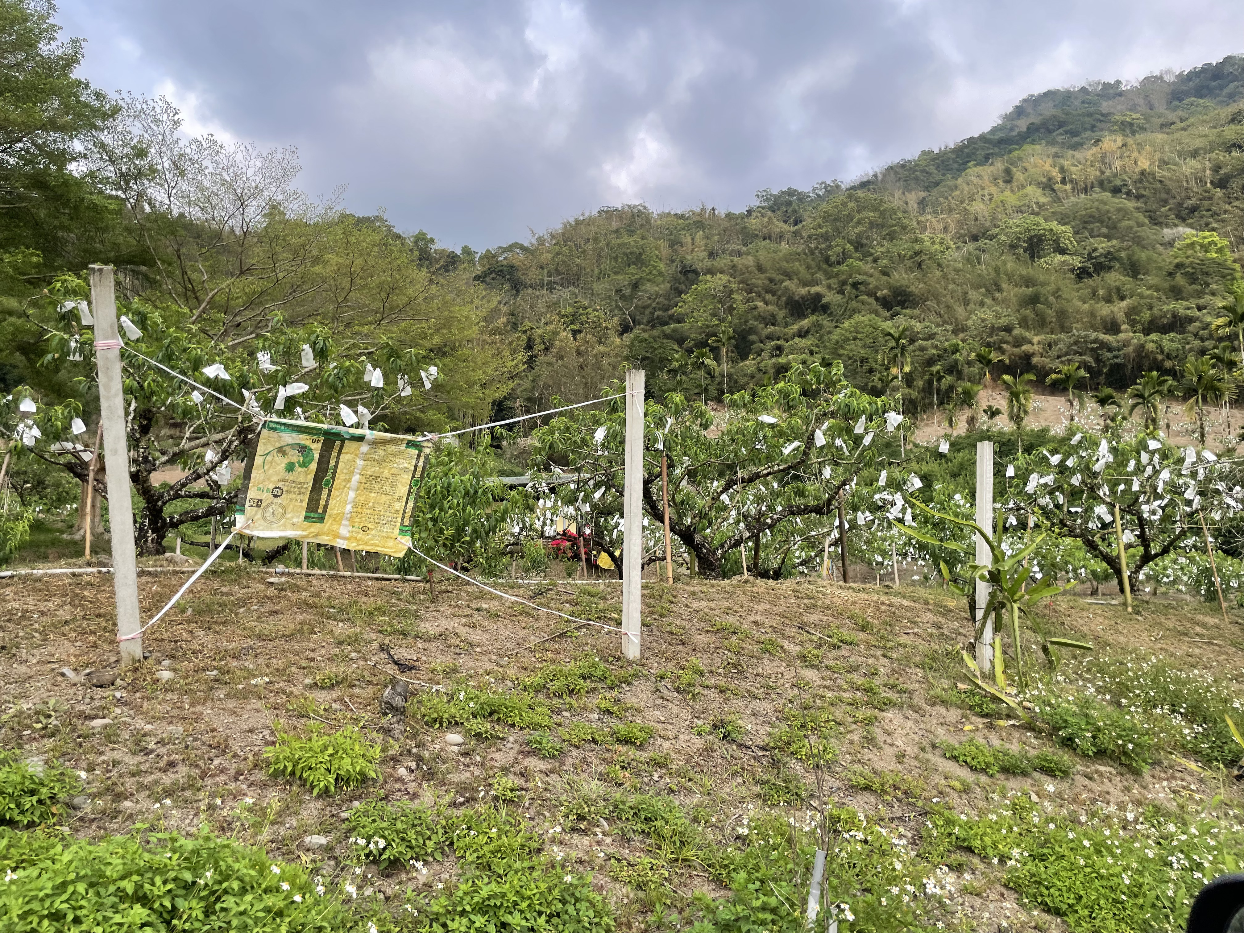 高雄市那玛夏区的水蜜桃逐渐成熟，但大多数农地并未架设电网防猴。记者蔡世伟／摄影