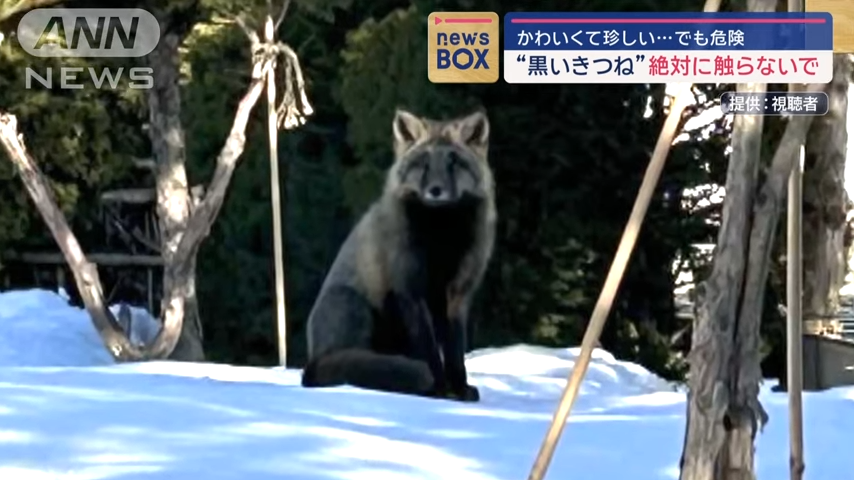 北海道有民众遇到罕见的「黑色狐狸」。图撷自YouTube