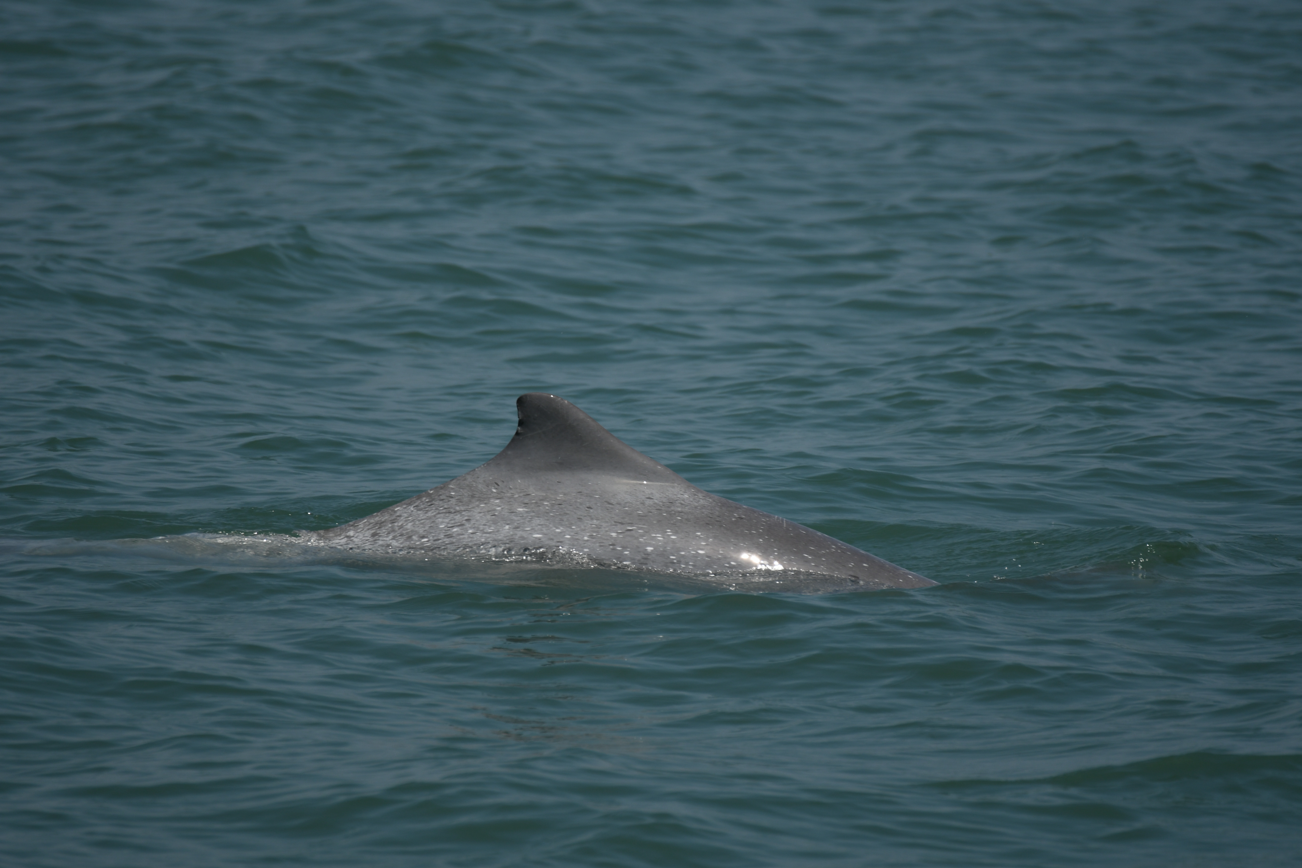 这次被辨识出来的白海豚编号为OCA070，经投票后被命名为「贝多芬」。图／蛮野心足协会提供