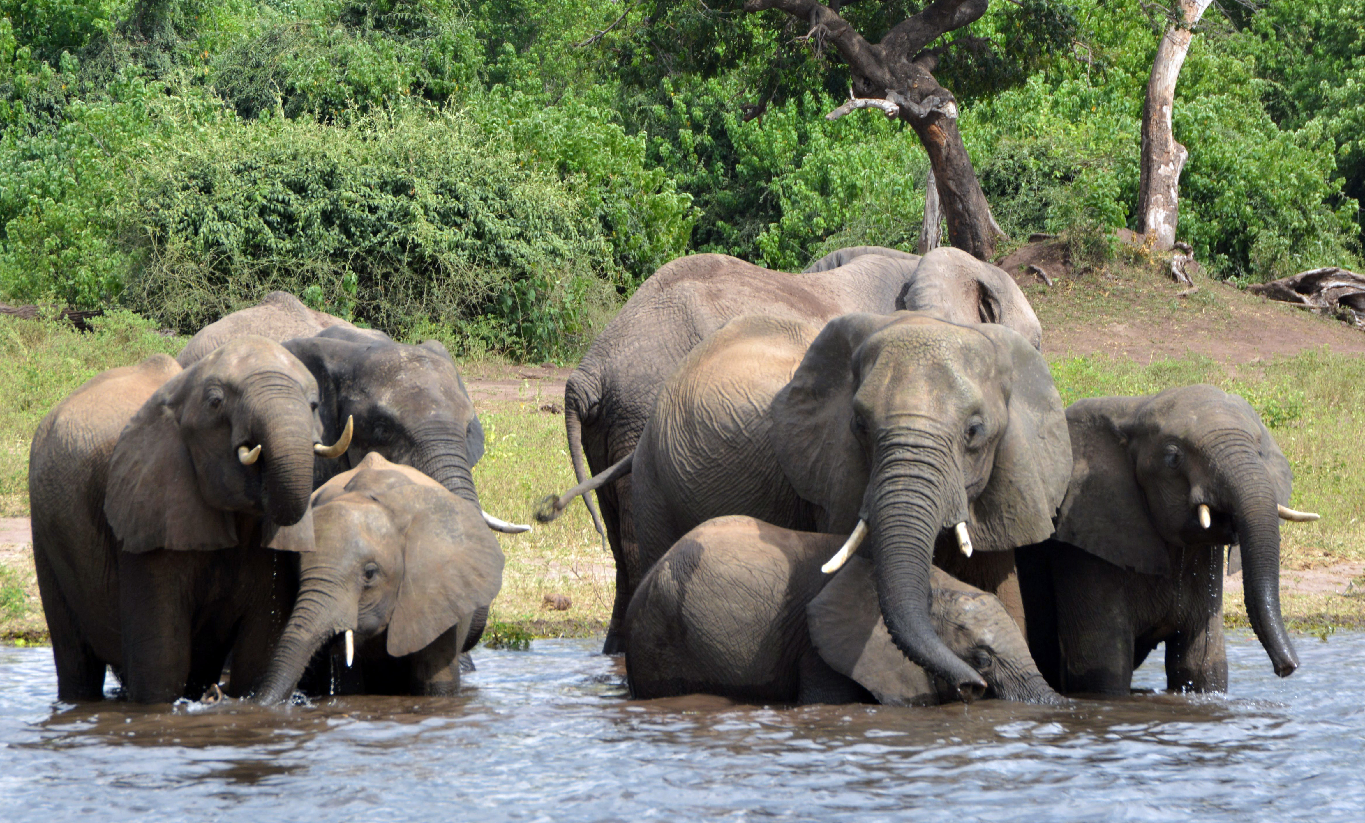 由于狩猎战利品进口争议，波札那总统威胁要送2万头大象给德国。美联社