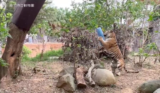 新竹市立动物园今年迎来孟加拉虎，保育员打造沙包作为牠的玩具。图／新竹市立动物园提供