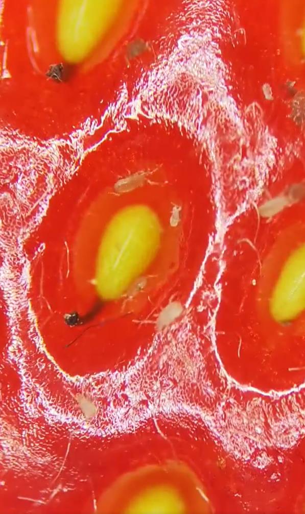 显微镜下的草莓表皮有许多虫虫乱窜。截自X