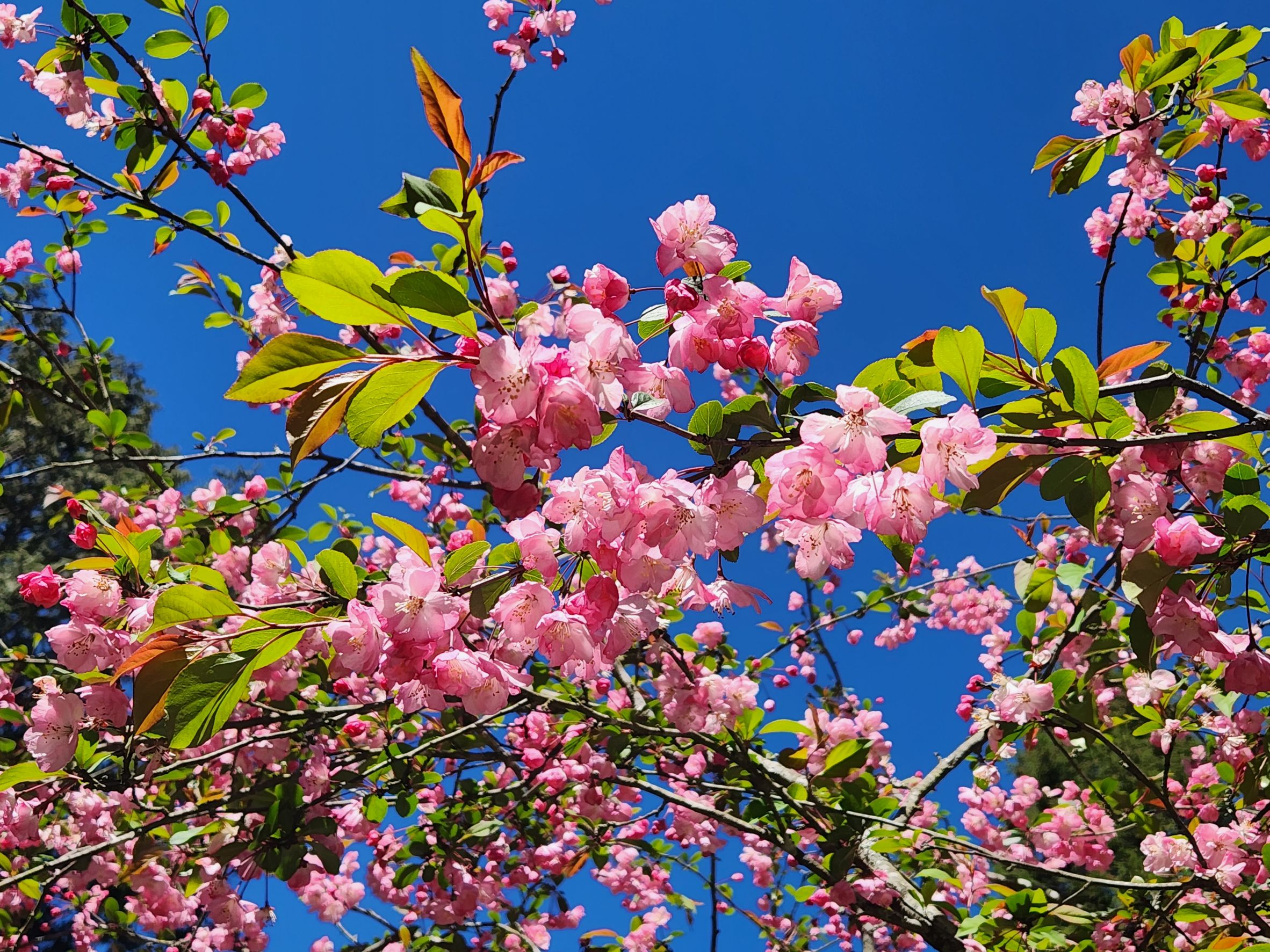 阿里山国家森林游乐区开花的垂丝海棠。图／林业保育署嘉义分署提供