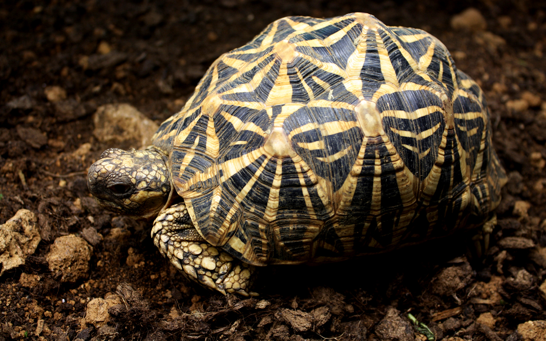 保育类的印度星龟近年成为爬虫玩家视为极品，每只丁点大的龟苗价格数千至３万元不等，近年有多起国人或外籍人士走私案例。图／撷取自台北市立动物园官网