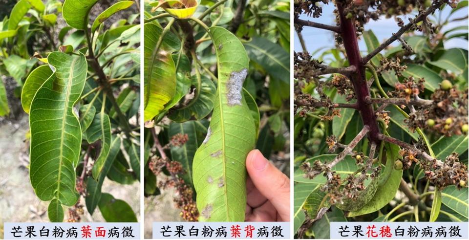 南彰化芒果产区的芒果出现白粉病病征。图／县府提供