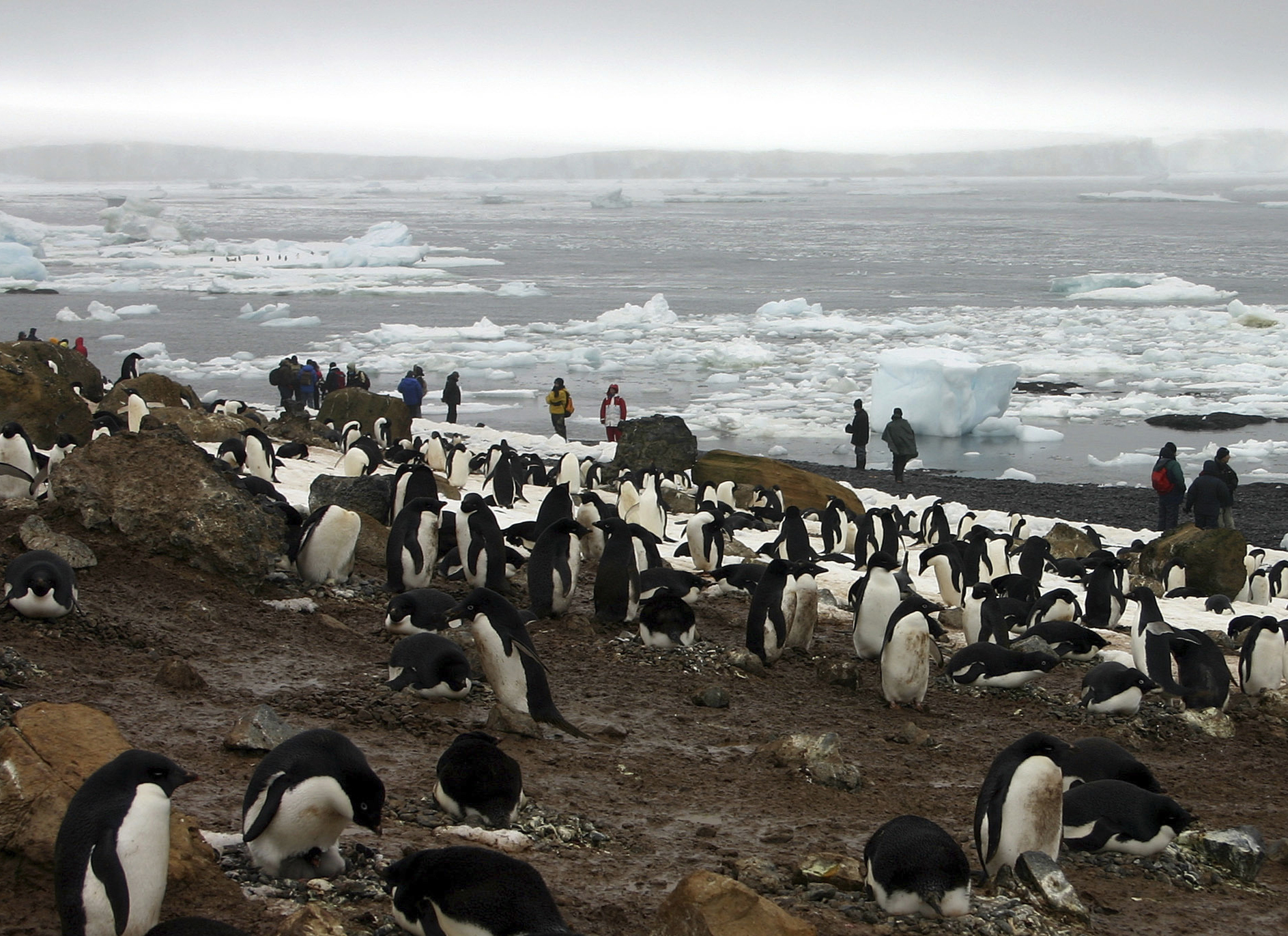 澳洲联邦大学一份声明指出，他们上月进行的一次南极考察研究，发现至少532只死亡的阿德利企鹅，甚至估计实际上已有上千只阿德利企鹅死亡。图为阿德利企鹅示意图。美联社
