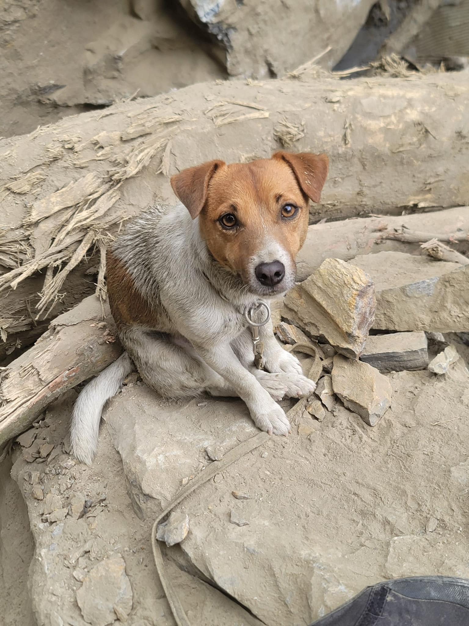 花莲县消防局搜救犬Wilson，是这次花莲地震砂卡礑搜救行动中，第一个发现巨石堆下罹难者的功臣。图／花莲县消防局提供