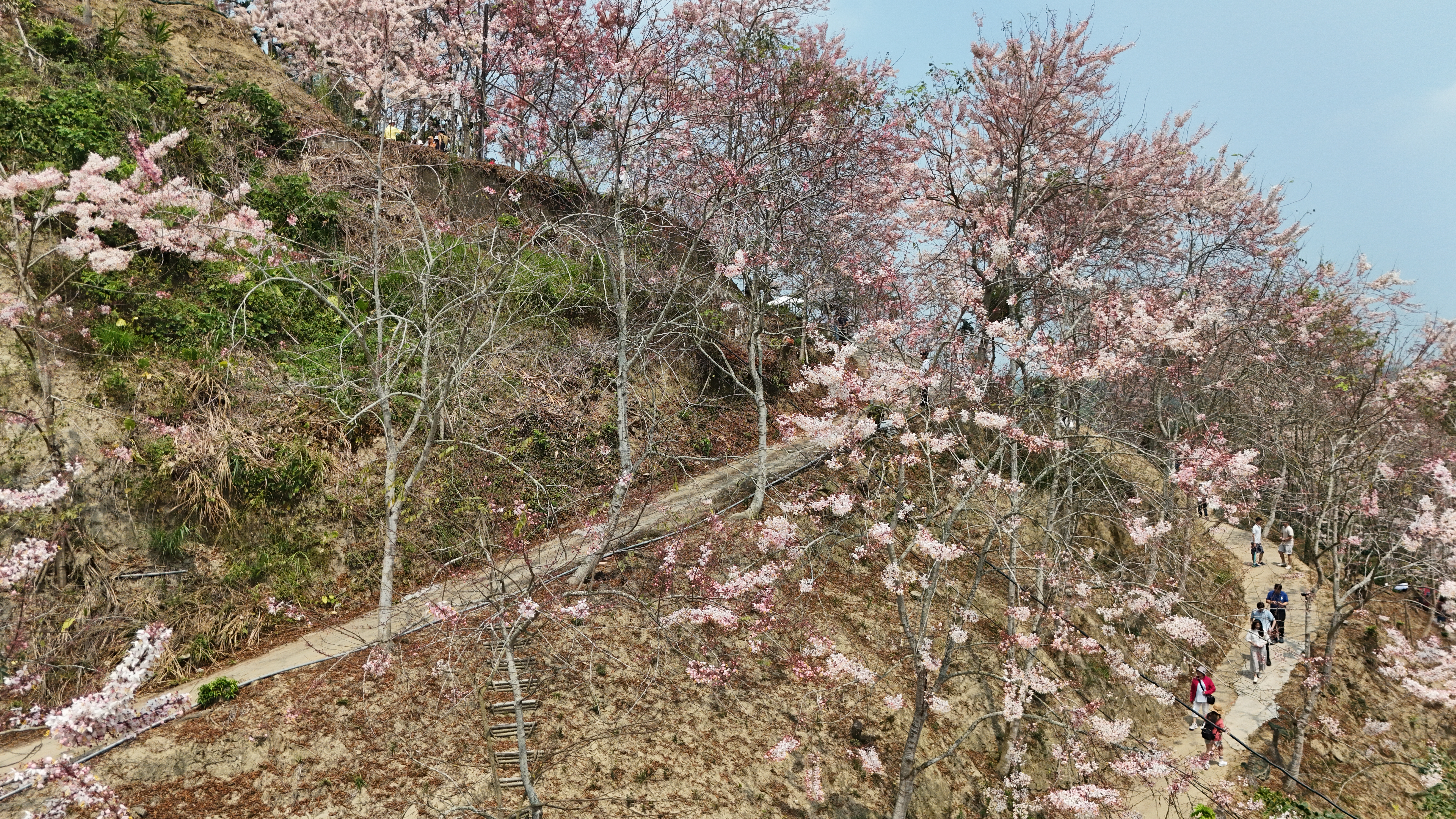 嘉义县竹崎乡粉红花旗木盛开， 预计花期将持续1个月。记者黄于凡／摄影