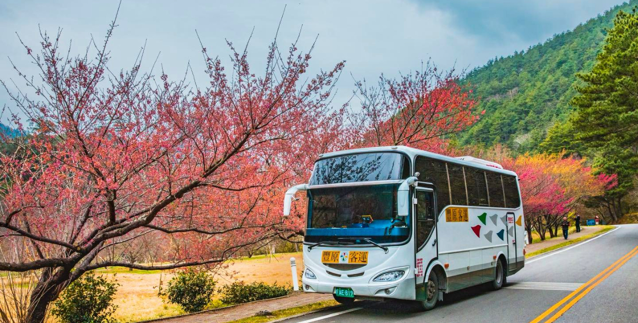 台中市政府交通局日前推出搭865路公车到武陵赏樱联票。图／台中市交通局提供