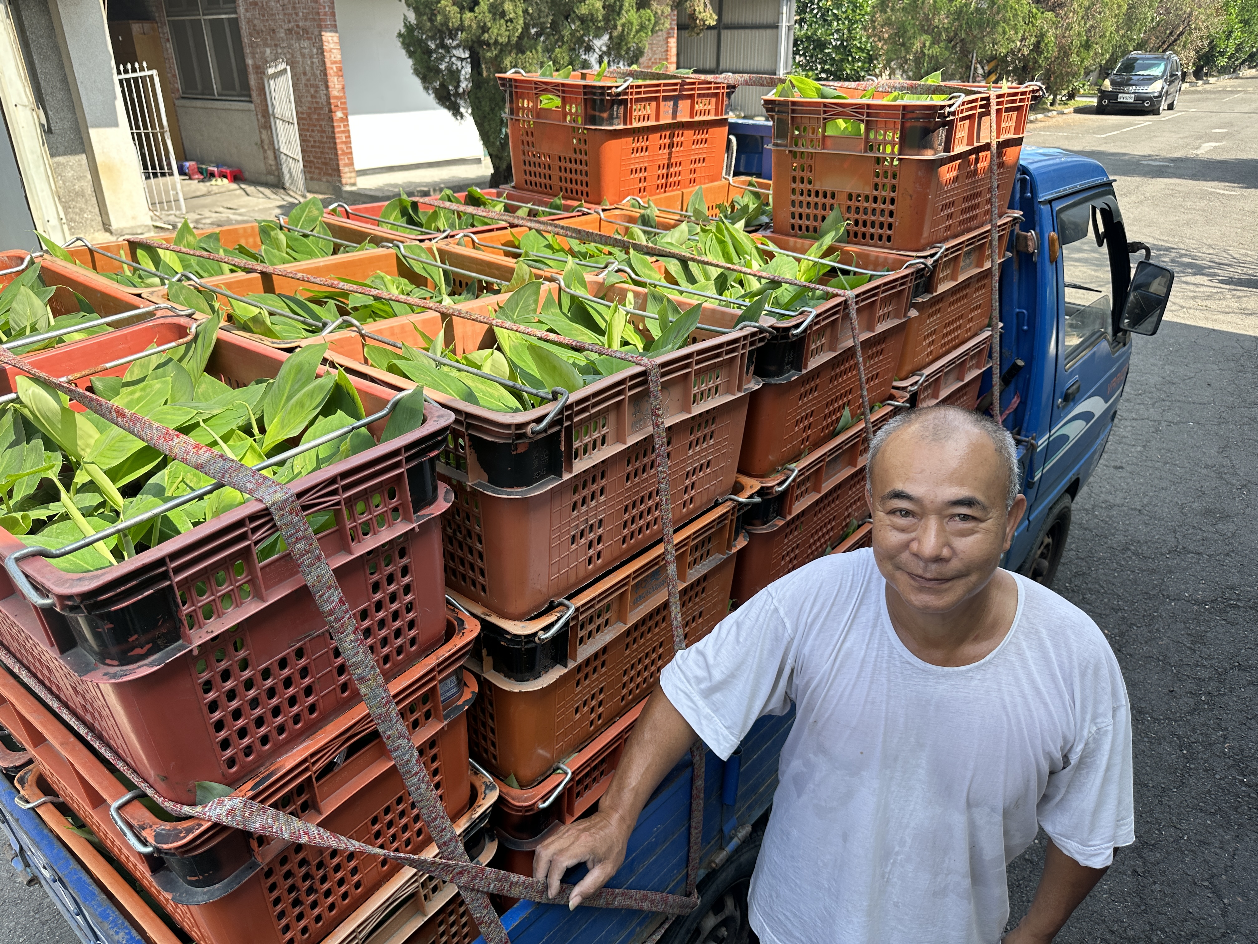 张姓蕉农在屏东县高树乡种香蕉面积约1甲，都会到香蕉研究所购买蕉苗，一卡车载满香蕉苗，约1400株蕉苗。记者刘星君／摄影
