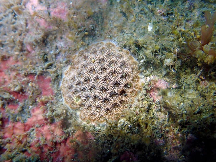 基翚海域是台湾特有种一级保育类「福尔摩沙伪丝珊瑚」的栖地。图／地球公民提供