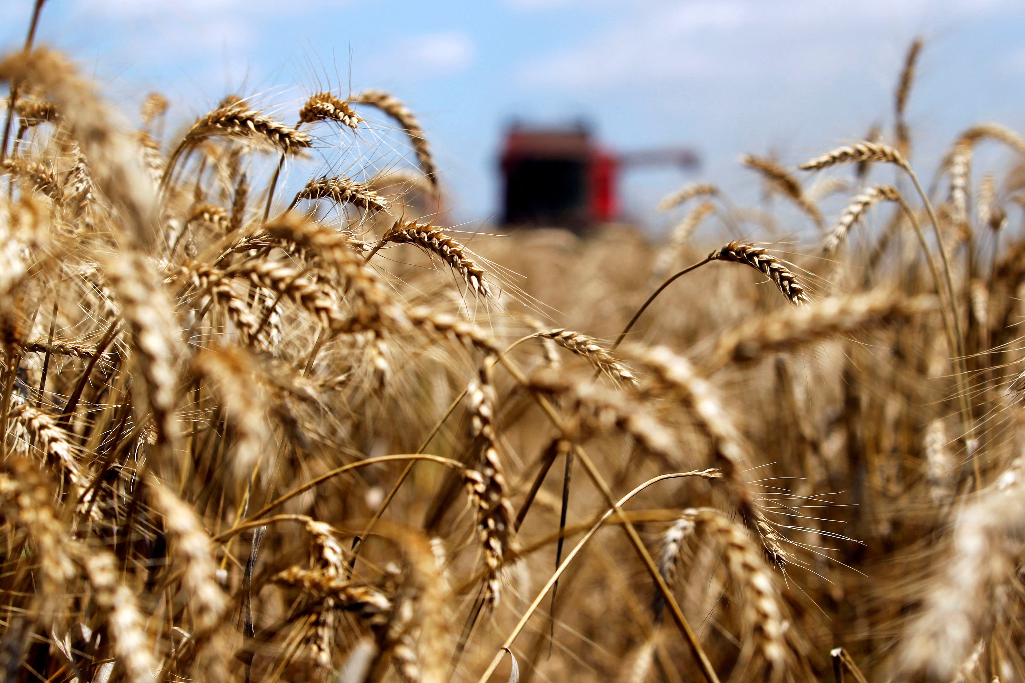 大陆取消大量美澳小麦订单，背后是对粮食安全的考量。(路透)