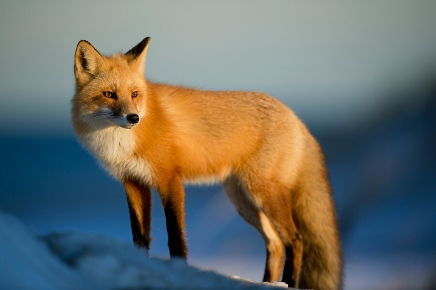 专家认为，狐狸与人类狩猎者关系是一种情感上的陪伴。（Photo by Ray Hennessy on Unsplash under C.C License）