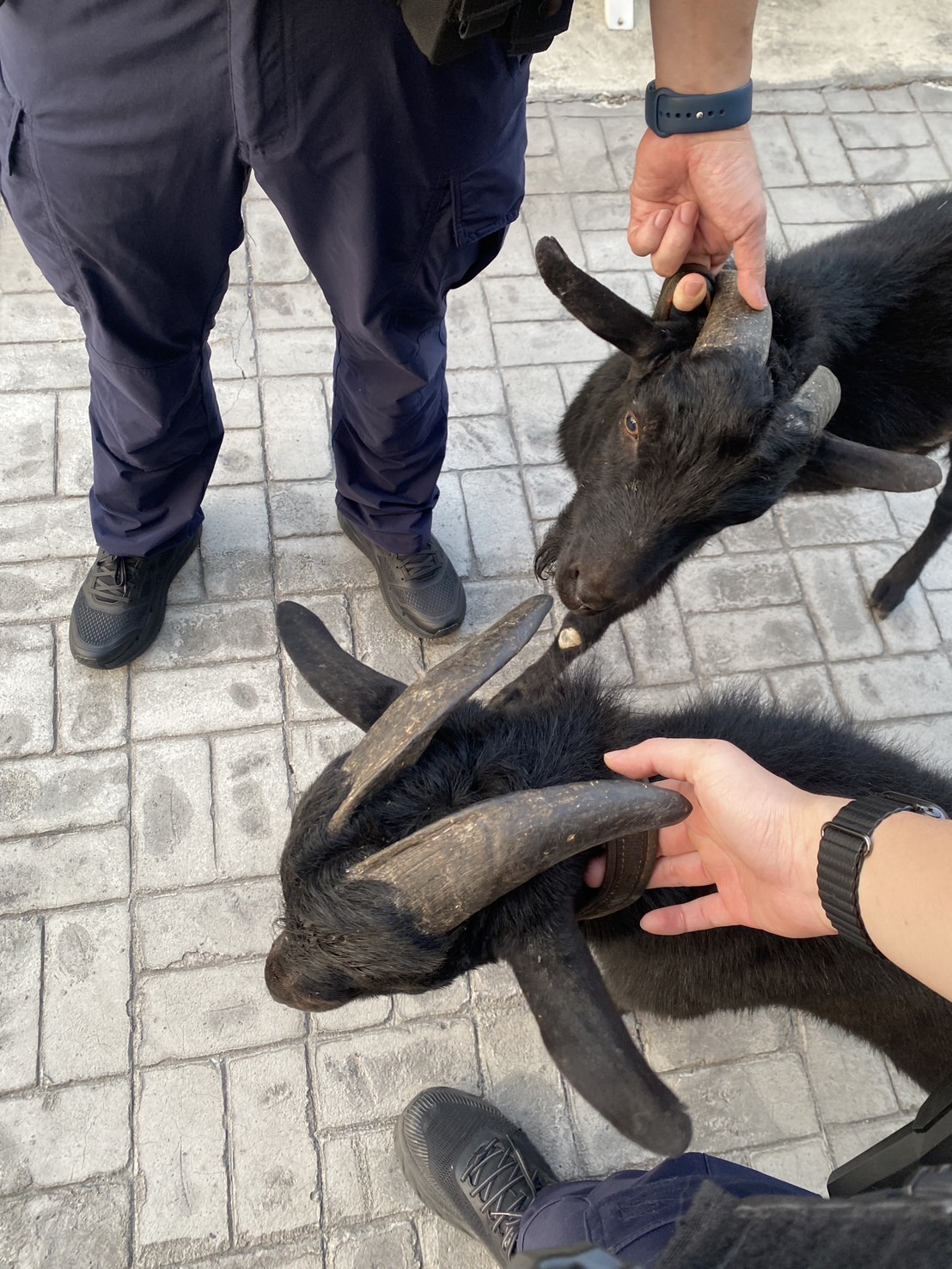 台中市西屯区福裕路有两头黑山羊在街头乱窜，警方获报后到场查处。图／第六警分局提供