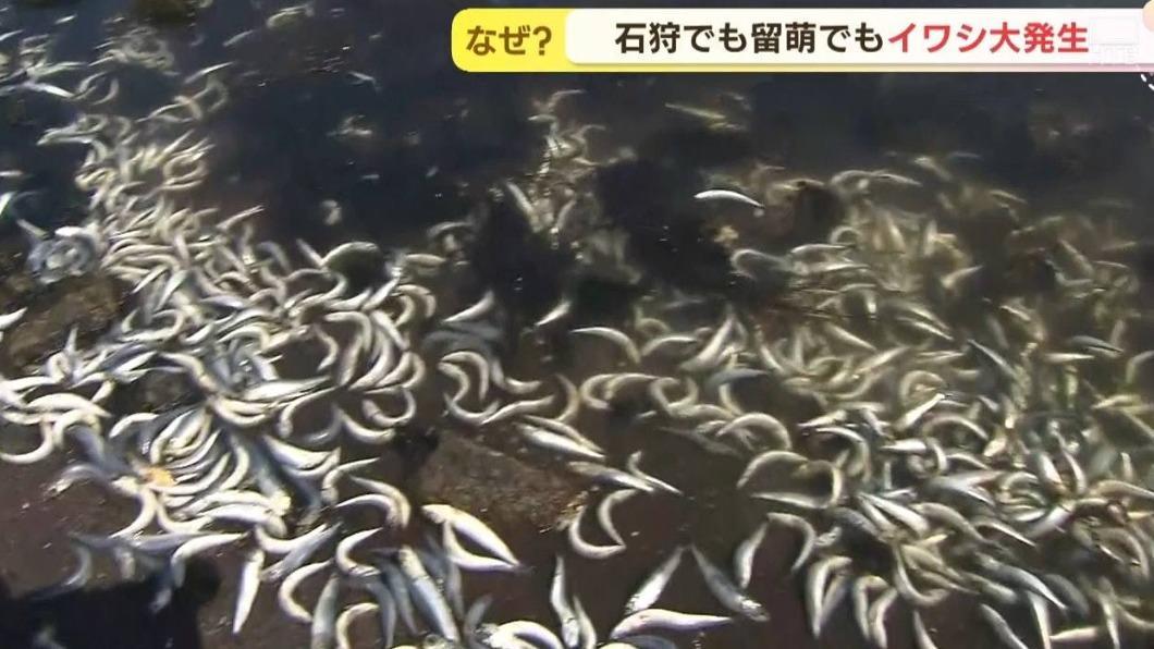 大量沙丁鱼尸体被冲上岸。图／翻摄自日本HTB北海道新闻