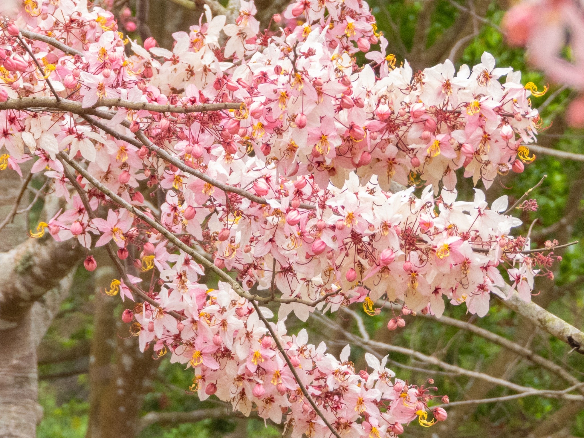 2、3月缤纷的暨大樱花季方才落幕，同属粉红风暴的花旗木接力绽放。图／国立暨南大学提供