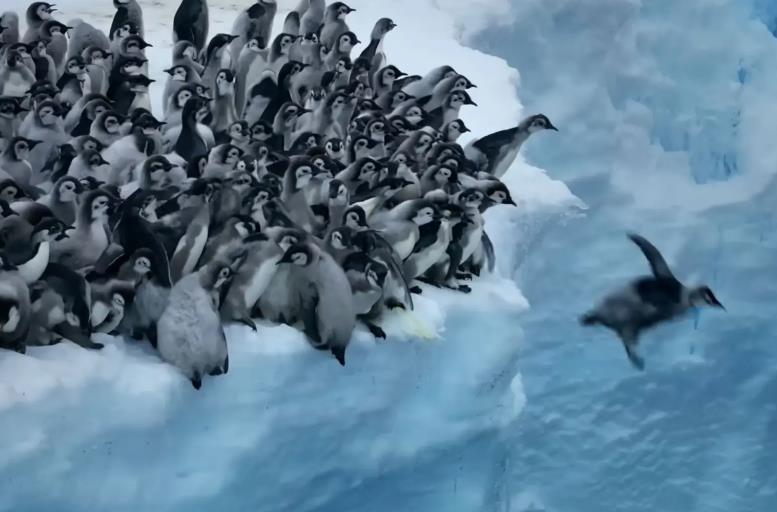 带头小企鹅大胆往水里跳，无助地拍动几下翅膀后，成功落水并溅起水花。取自YouTube