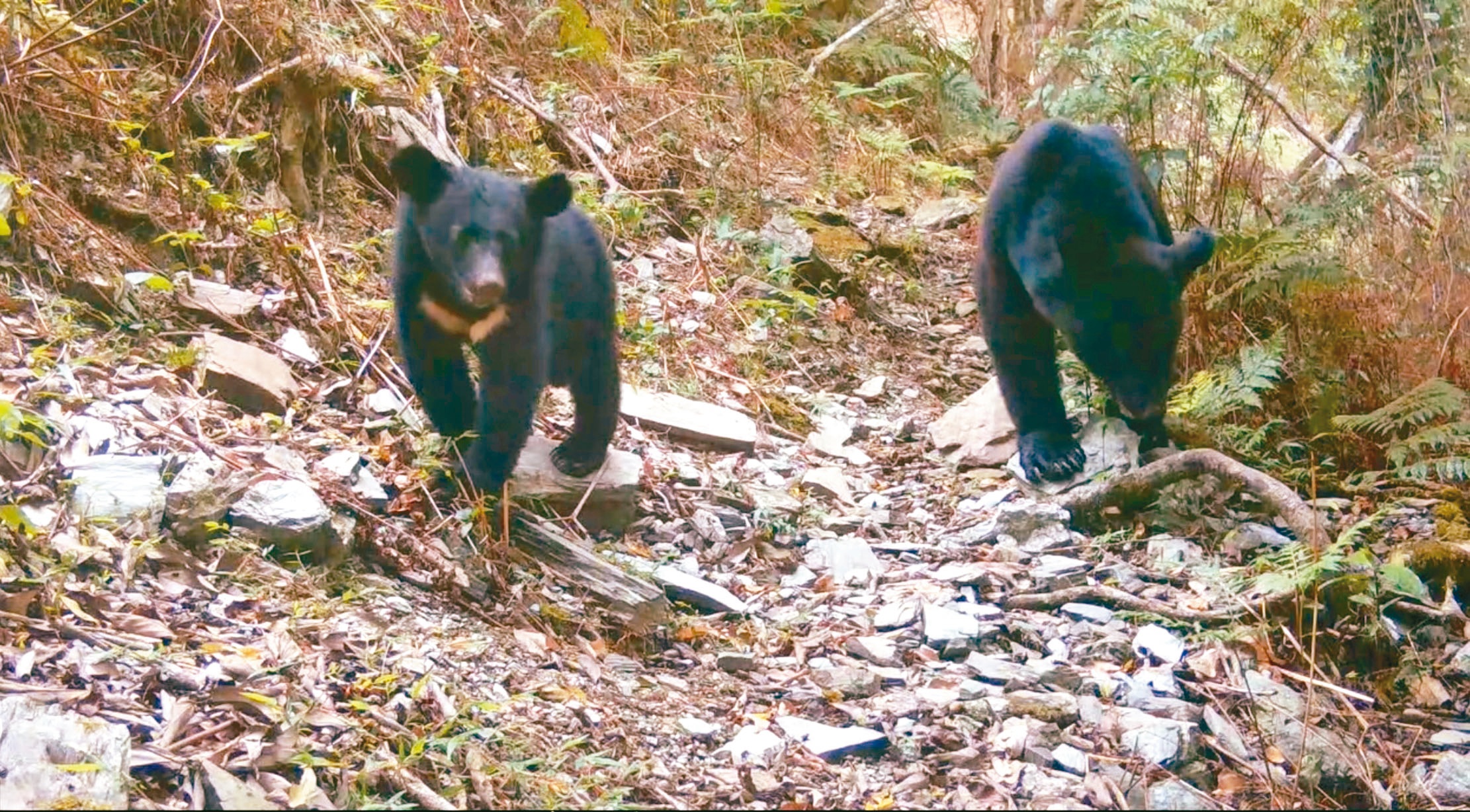 自动相机拍摄到母熊带著小熊。图／林保署花莲分署提供