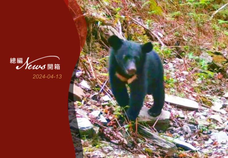 自动相机拍摄到的黑熊。图／林保署花莲分署提供