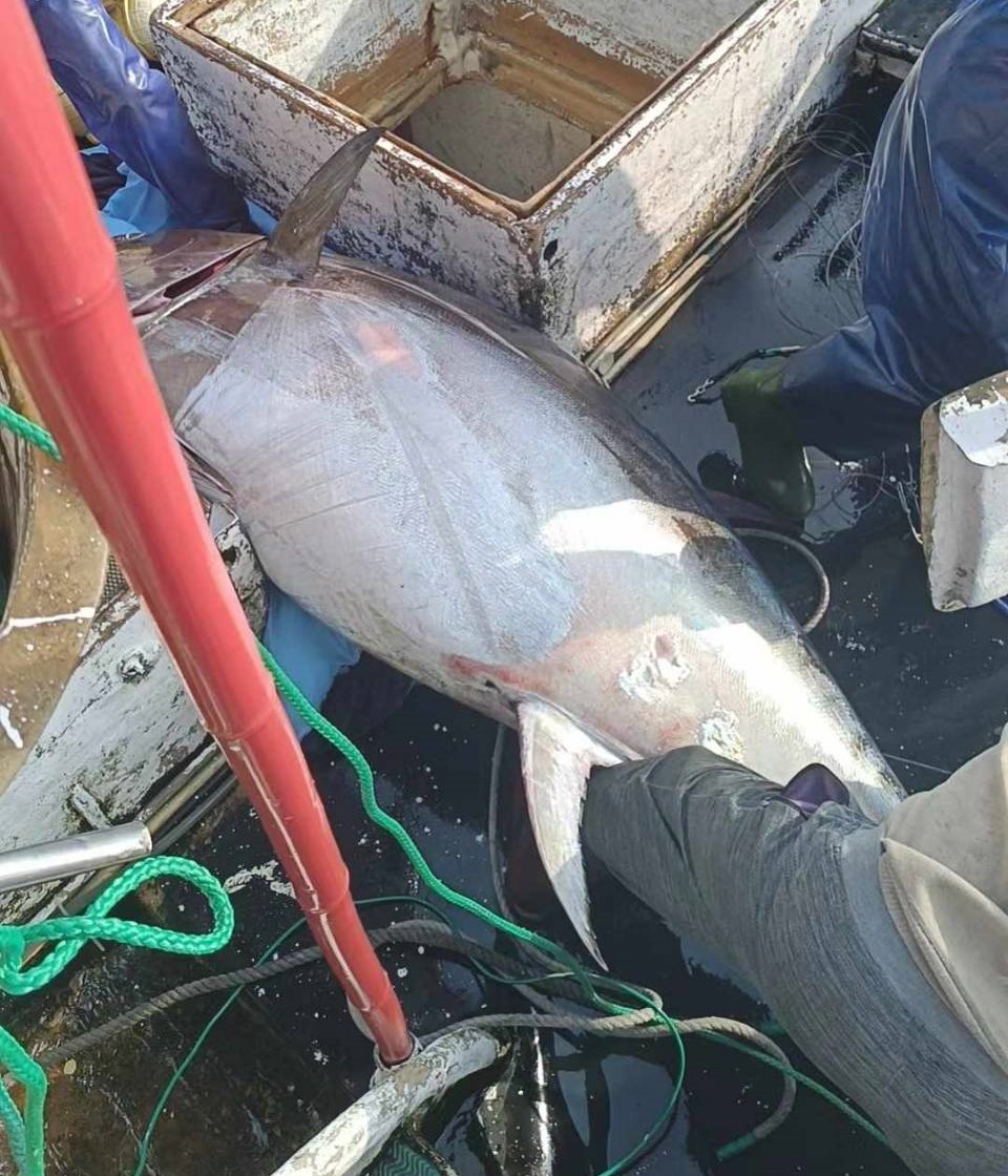 苏澳籍渔船再发668号今天捕获约200公斤的黑鲔鱼，目前正快速返港，预计明天上午回到南方澳渔港，验明正身符合4大要件，不但是苏澳第一尾，更是「全国第一鲔」。图／谢姓民众提供